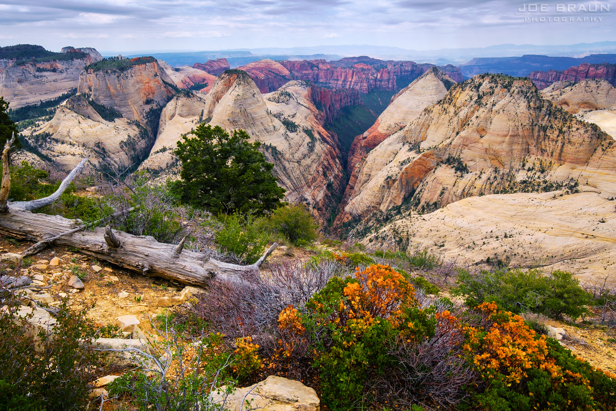 Hike Zion's West Rim Trail: A Beginner-Friendly Backpacking Guide